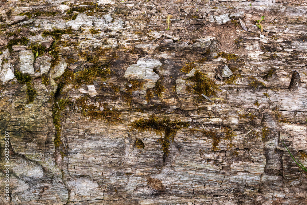 The trunk of an old tree, interwoven with corridors of bark beetle. The trunk of an old tree, interwoven with corridors of bark beetle.
