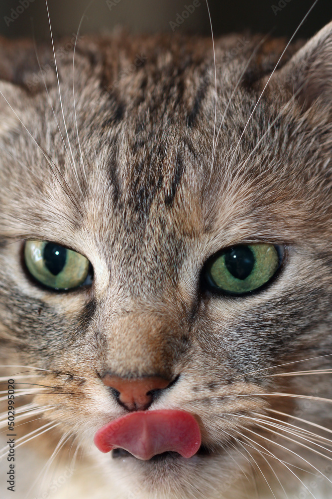 cat face with tongue macro photo