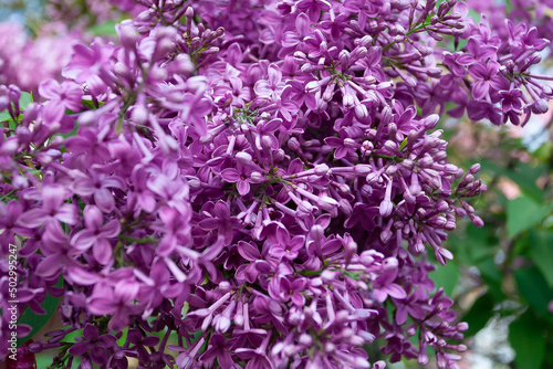 purple lilac blooms with pine macro photography