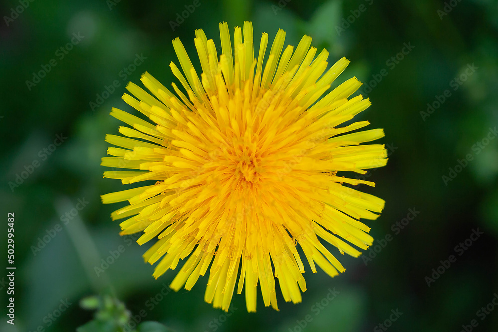 Obraz premium yellow dandelion flower close-up photo