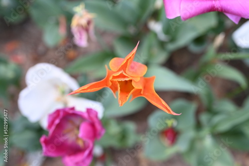 colourfull tulips in the garden, park