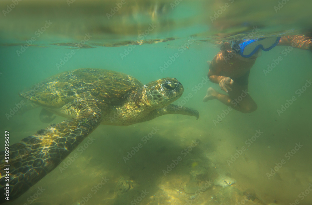 Fototapeta premium Turtle