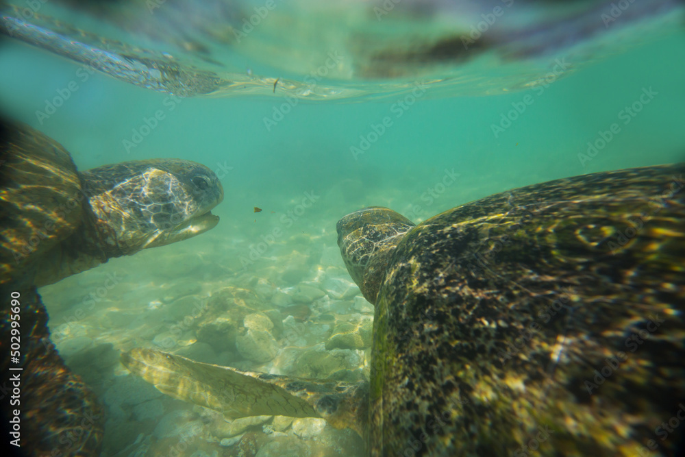 Obraz premium Turtle