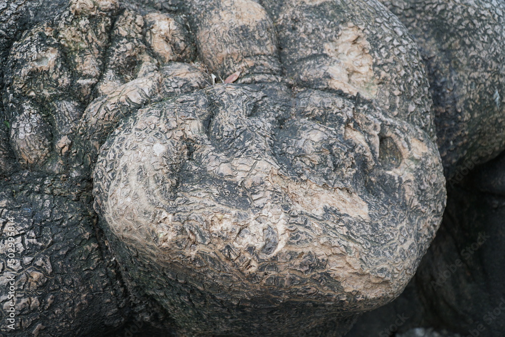 Naklejka premium alberi