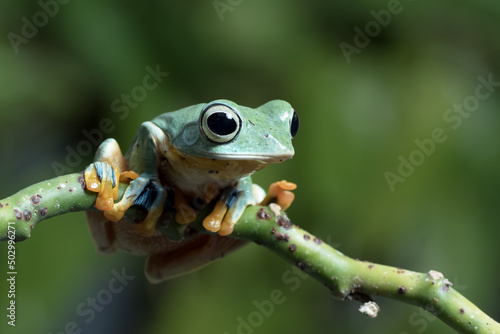 Green tree flying frog perched on a leaf