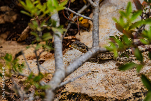 a lizard hides behind a plant