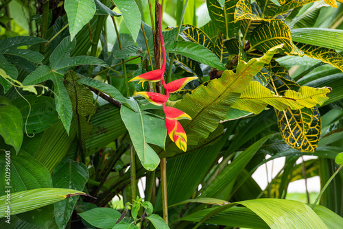 Through the Arenal National Park in Costa Rica photo