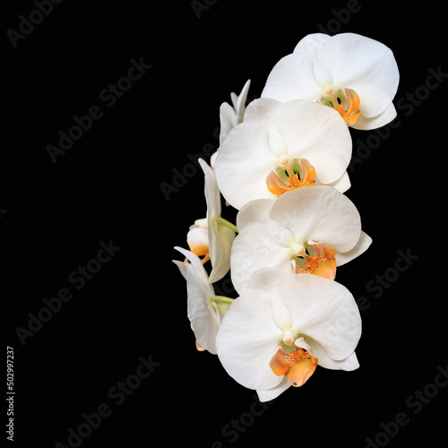 White creme blooming orchid of the genus phalaenopsis variety Darwin with orange lip on black background.