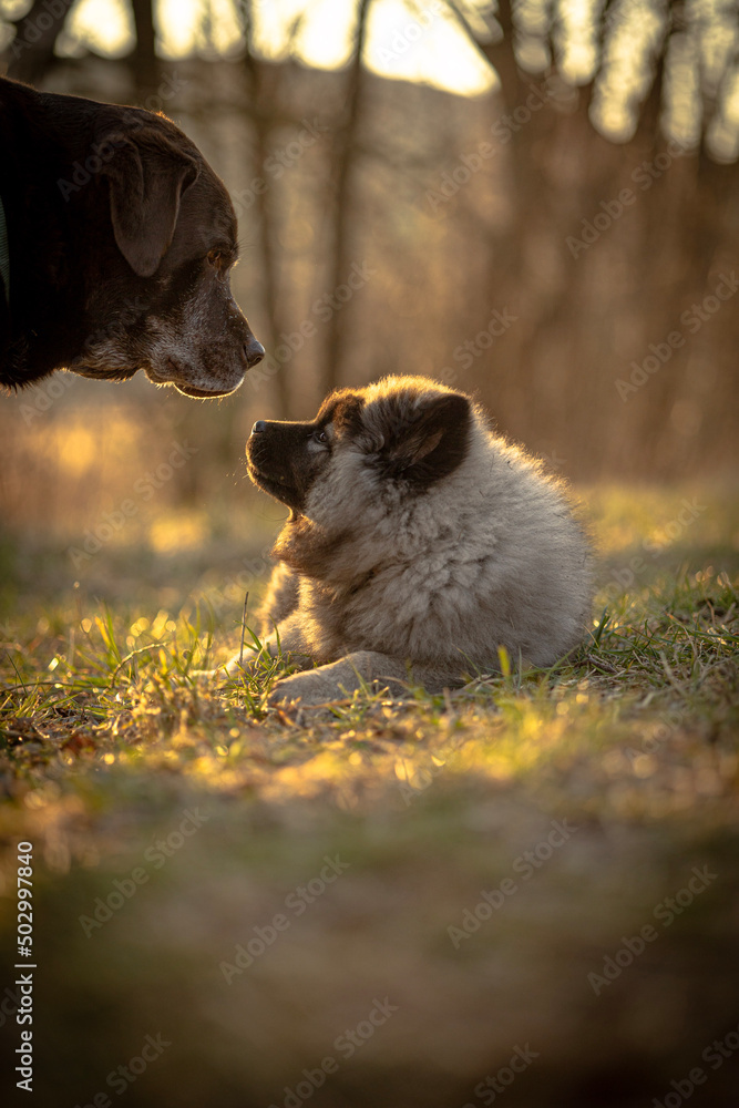 Fototapeta premium dog in the park