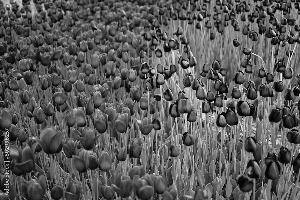 Fototapeta premium Monochrome Tulip Field in Full Bloom