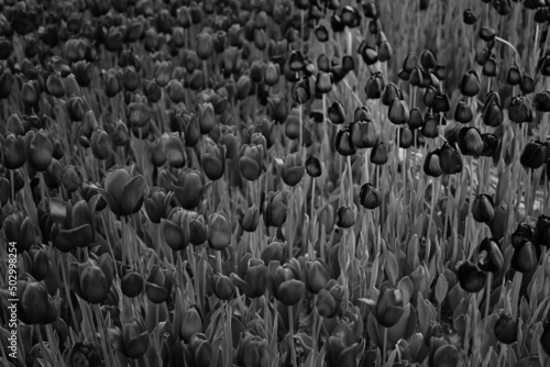 Black And White Tulips is a photograph 