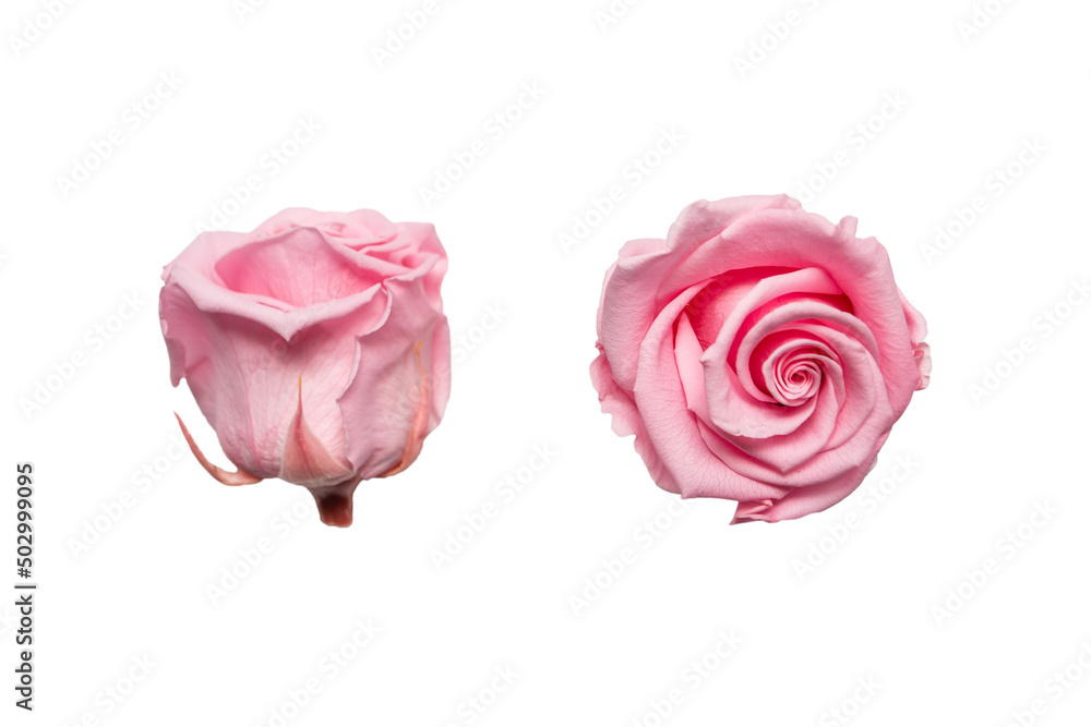 Amazing pink rose flower on white background. - obrazy, fototapety, plakaty 