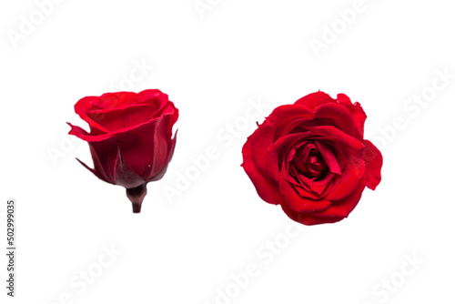 red rose flower on white background. Side and top view