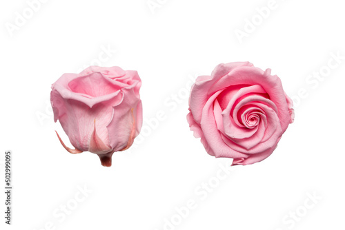 Amazing pink rose flower on white background.