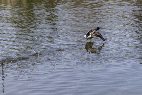 duck in the water