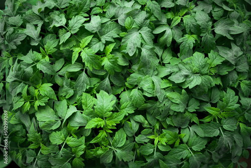 Wallpaper Mural top view of green leaves tomato seedling. Flat lay of greenery Torontodigital.ca
