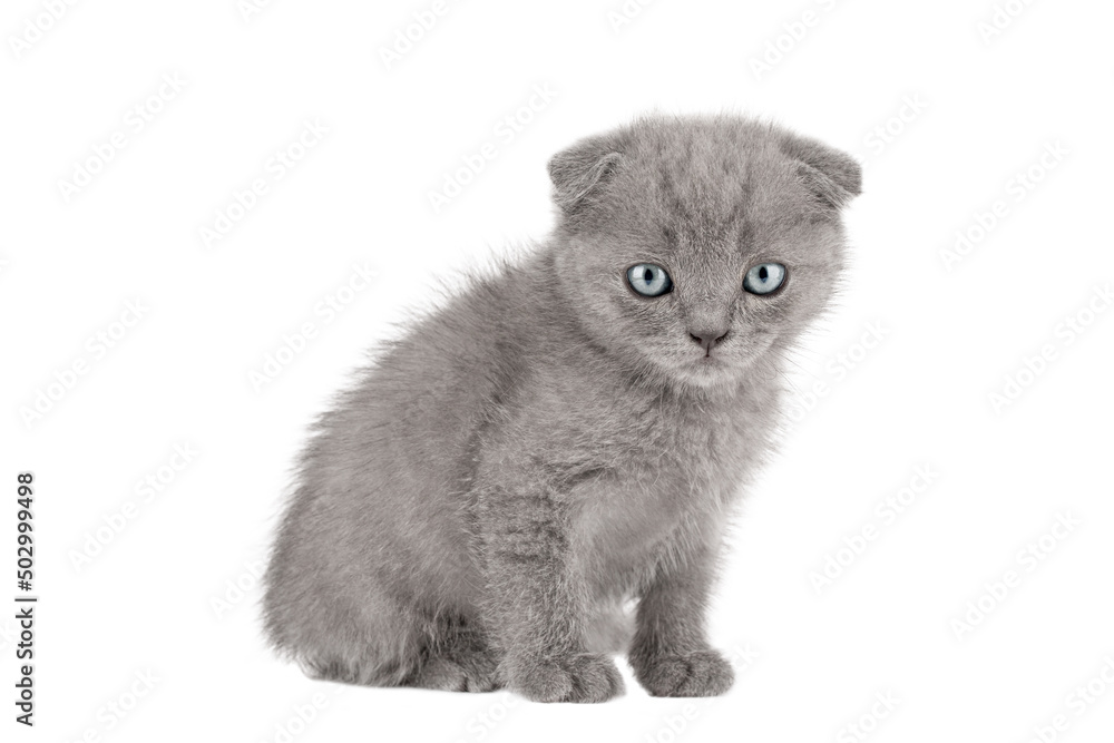 little kitten with blue eyes isolated