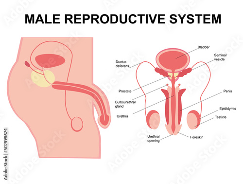 Male reproductive system. Male reproductive organs. Anatomy of the human body. The concept of biological education, urology, penis, testicles, prostate, testicles. Flat cartoon illustration.