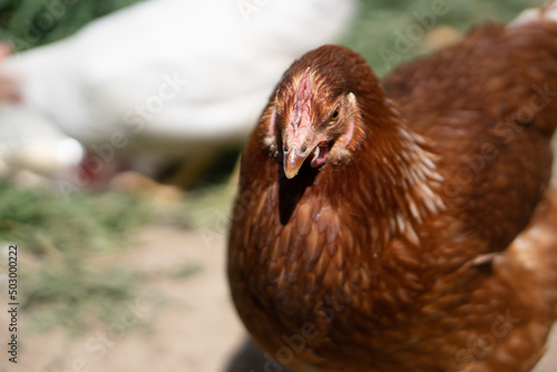 portrait of brown hen in the garden