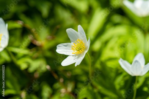 In the wildlife of the forest bloom early spring perennial plant Anemone nemorosa.