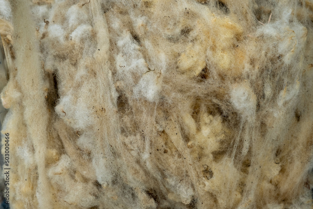 Close up of Raw Sheep Wool in Natural Color Close up of Raw Sheep Wool in Natural Color