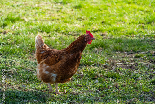 free range, healthy brown organic chickens on a green meadow. Selective sharpness. Several chickens out of focus in the background. Atmospheric light, evening light © Sandris Veveris