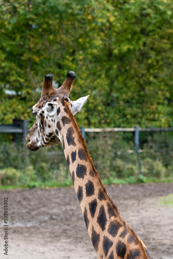 giraffe from behind giraffe from behind