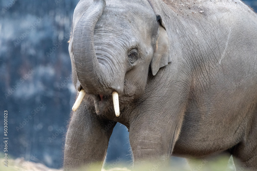 Fototapeta premium elephant in the zoo