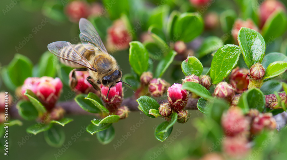 bee on a flower