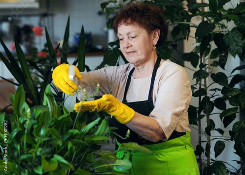 An elderly woman cares for and waters home plants with love. A pensioner's favorite pastime.