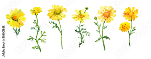 Chamomile. Watercolor botanical illustration. Isolated on white background