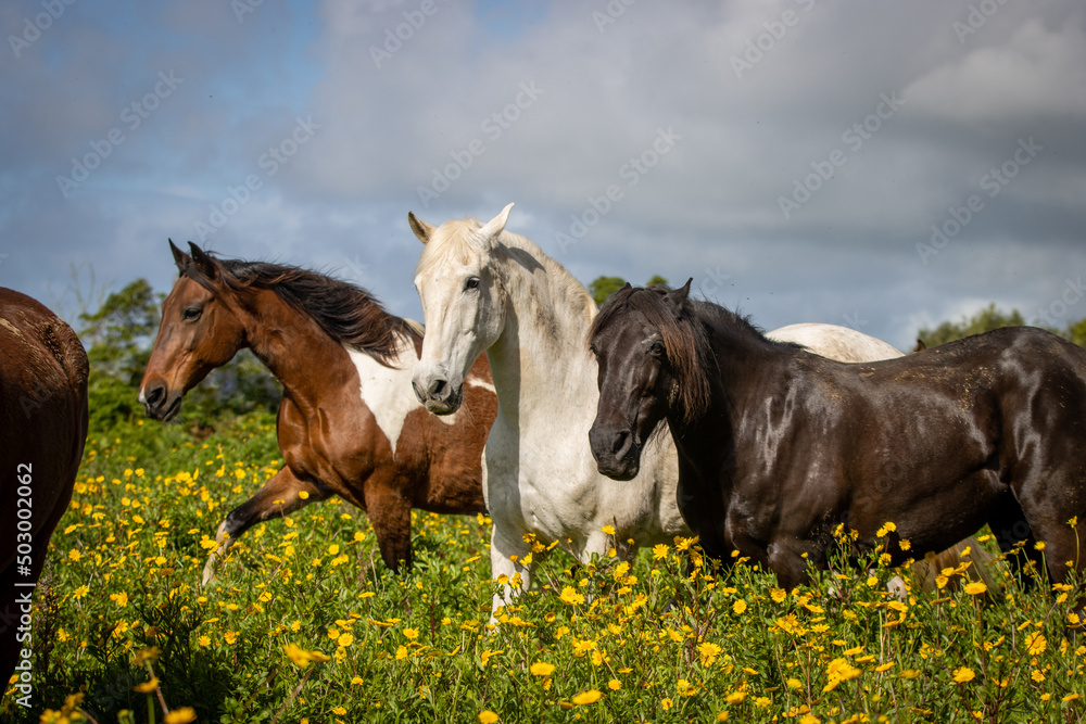 Horses herd on flower field, outdoors, cute and happy animals. Horses herd on flower field, outdoors, cute and happy animals.