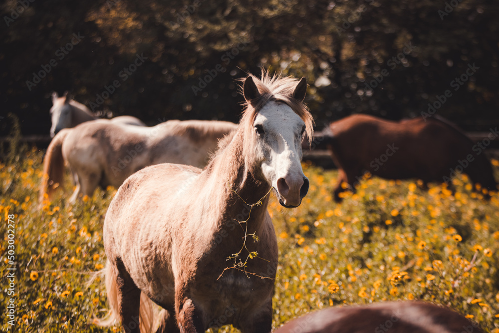 Obraz premium Horses on flower field, outdoors, cute and happy animals.