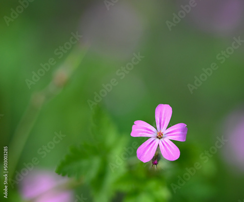 Close-up of geranium robertanium, Enghien, Belgium