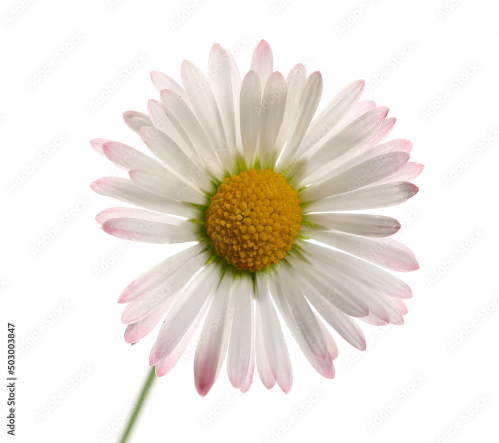 Daisy flower in spring isolated on white, clipping path Daisy flower in spring isolated on white, clipping path