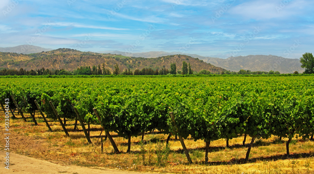 Beautiful valley landscape with green vineyard, hills, blue sky  - Central Chile