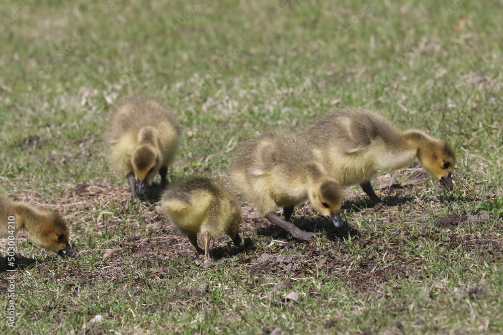 Canada Goose chicks grazing on parkland lawns under the watchful eye of Mom on a spring day
Canada Goose chicks grazing on parkland lawns under the watchful eye of Mom on a spring day