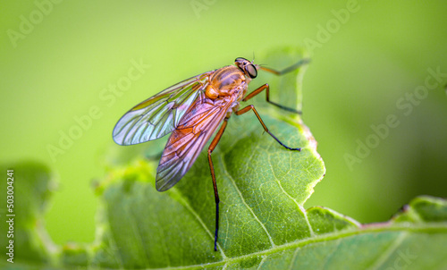 A flying insect, a fly, on a green leaf of a plant. Fauna, wildlife, insects.