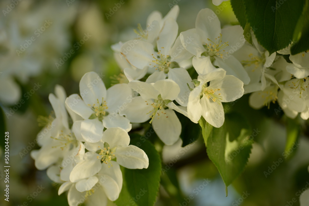 white blossoming apple tree bee pollinating apple tree flowers white blossoming apple tree bee pollinating apple tree flowers