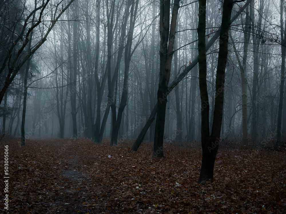 Dark forest in thick fog. Spooky forest at dawn. Atmospheric autumn woods. 