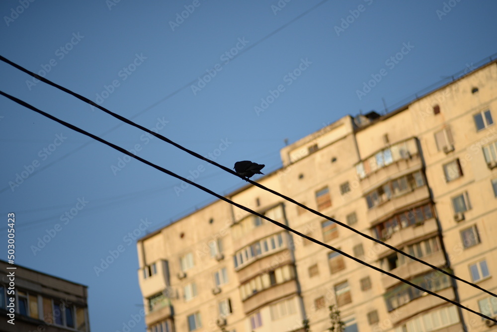 pigeon wire city street