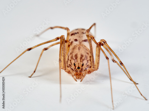 Spitting spider on a white background. Genus Scytodes. 