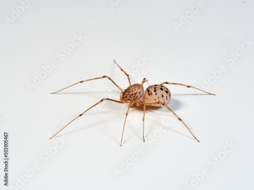 Spitting spider on a white background. Genus Scytodes. 