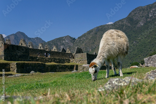 Llama in Machu Picchu