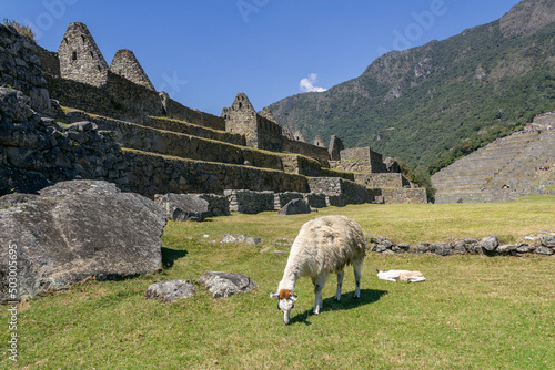 Llama in Machu Picchu