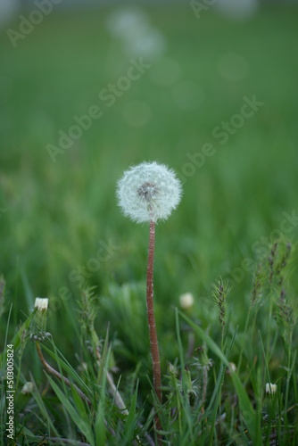 white dandelion seeds