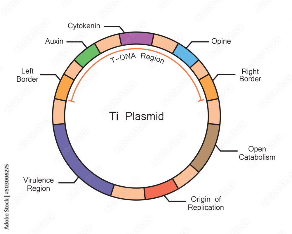 Colorful Deseigning Of Ti Plasmid Structure Vector Illustration Stock Vector Adobe Stock