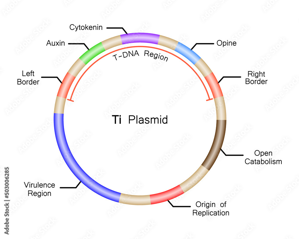 Colorful Deseigning Of Ti Plasmid Structure. Vector Illustration. Stock  Vector | Adobe Stock