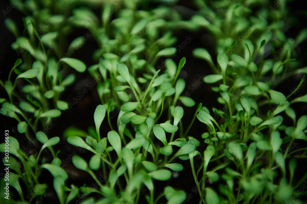 Arugula seedlings grown on black soil in a cassette. Close-up. Horticulture and horticulture Arugula seedlings grown on black soil in a cassette. Close-up. Horticulture and horticulture