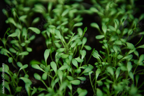 Arugula seedlings grown on black soil in a cassette. Close-up. Horticulture and horticulture